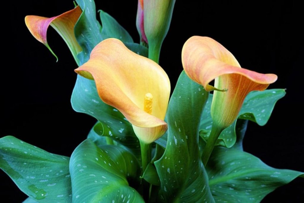 Purifying Plant