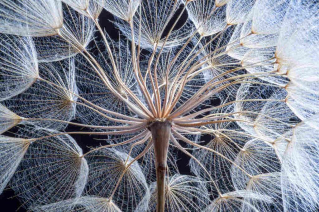 Flower Abstraction