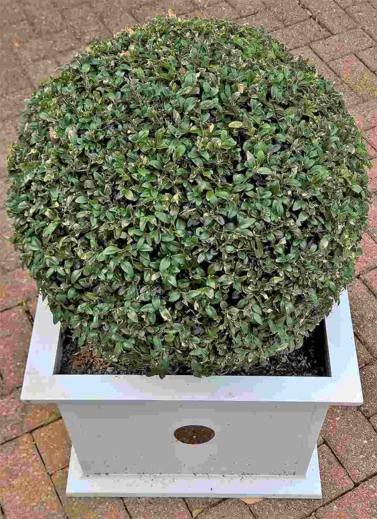 Planter Boxes