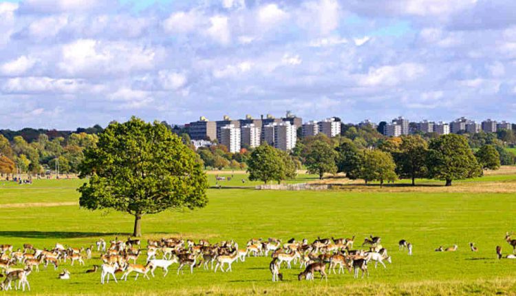 Keeping Businesses in Richmond Hill Pest-Free