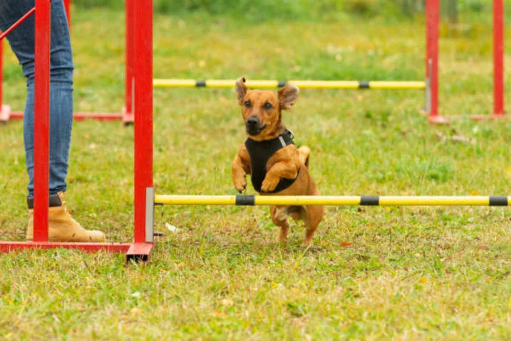 Avery Sporting Dog Line