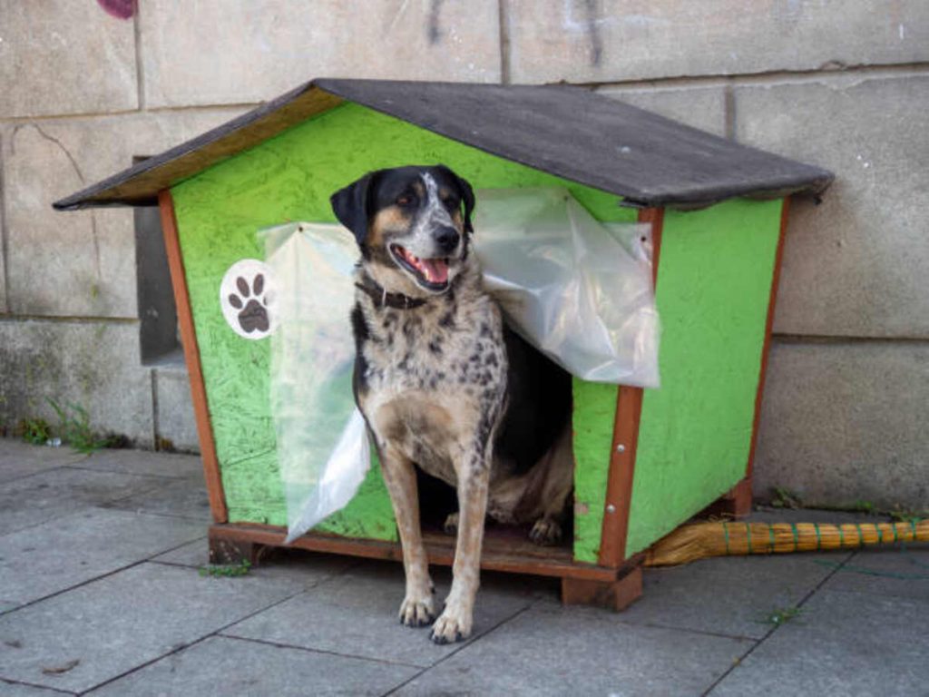 Savannah Pets - Craigslist