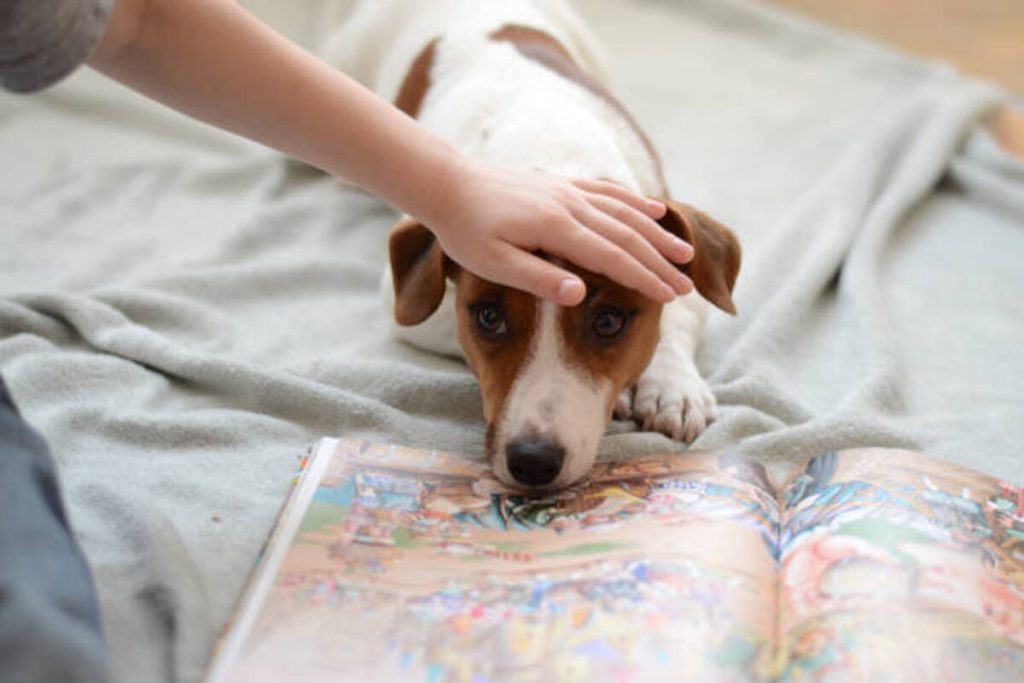 Rescue Pet Crossword Clue NYT Mini