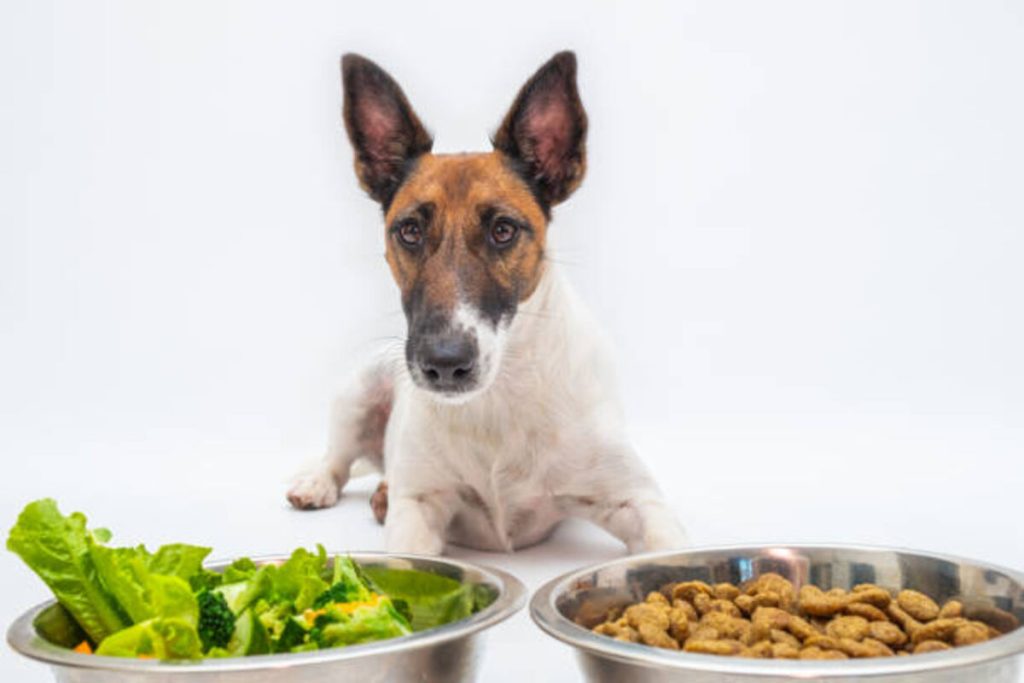 Alpha Sporting Dog Food